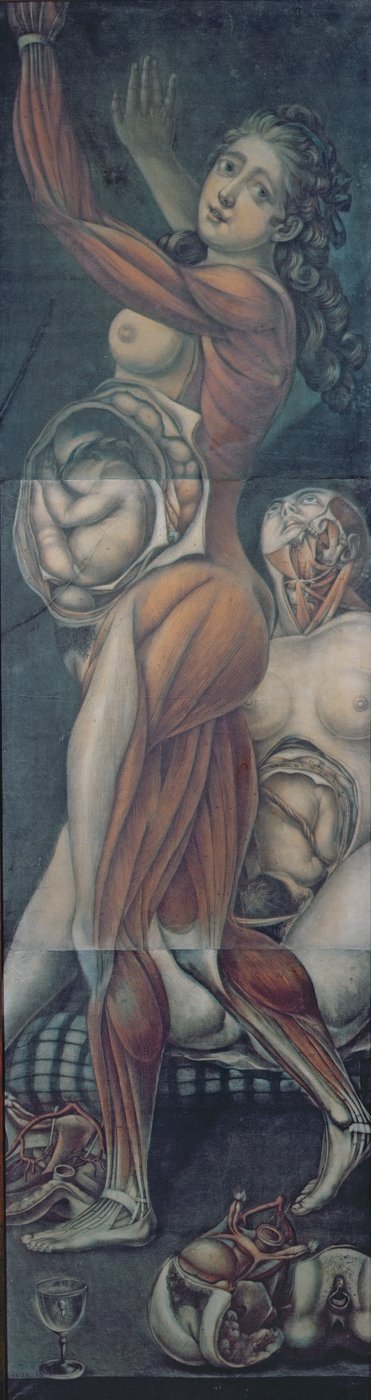 Anatomische Studie von zwei schwangeren Frauen von Jacques Fabien Gautier d